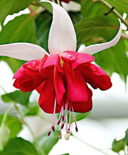 Indlæs billede til gallerivisning Fuchsia Mixed 500 Pcs Flowers Seeds