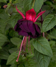 Load image into Gallery viewer, Fuchsia Mixed 500 Pcs Flowers Seeds