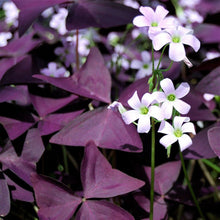 Load image into Gallery viewer, Oxalis Wood Sorrel Purple Shamrock Clover 500 Pcs Flowers Seeds