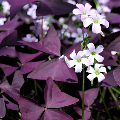 Oxalis Wood Sorrel Purple Shamrock Clover 500 Pcs Flowers Seeds