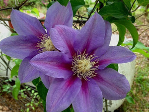 Light Purple Clematis 70 Pcs Flowers Seeds