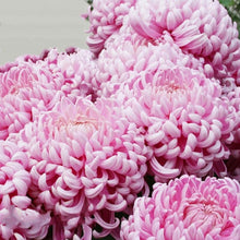 Indlæs billede til gallerivisning Light Pink Chrysanthemum - Morifolium 70 Pcs Flowers Seeds