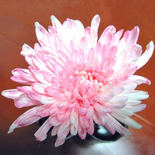 Indlæs billede til gallerivisning Light Pink Chrysanthemum - Morifolium 70 Pcs Flowers Seeds