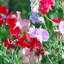 Load image into Gallery viewer, Sweet Pea Fragrant Mix - 50 Pcs Flowers Seeds