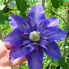 Load image into Gallery viewer, Clematis Mix 70 Pcs Flowers Seeds
