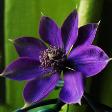 Load image into Gallery viewer, Clematis Mix 70 Pcs Flowers Seeds