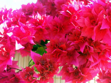 Load image into Gallery viewer, Red Bougainvillea Spectabilis 300 Pcs Flowers Seeds
