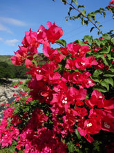 Indlæs billede til gallerivisning Red Bougainvillea Spectabilis 300 Pcs Flowers Seeds
