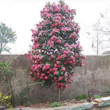 Indlæs billede til gallerivisning Garden Camellia 5 Pcs Flowers Seeds