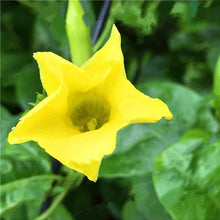 Load image into Gallery viewer, Climbing Mandevilla Citrine 80 Pcs Flowers Seeds
