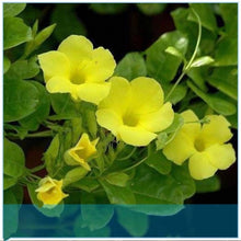 Load image into Gallery viewer, Climbing Mandevilla Citrine 80 Pcs Flowers Seeds