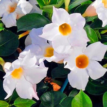 Load image into Gallery viewer, White Mandevilla 60 Pcs Flowers Seeds