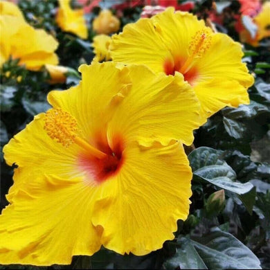 Giant Yellow Hibiscus Flower 50 Pcs Flowers Seeds