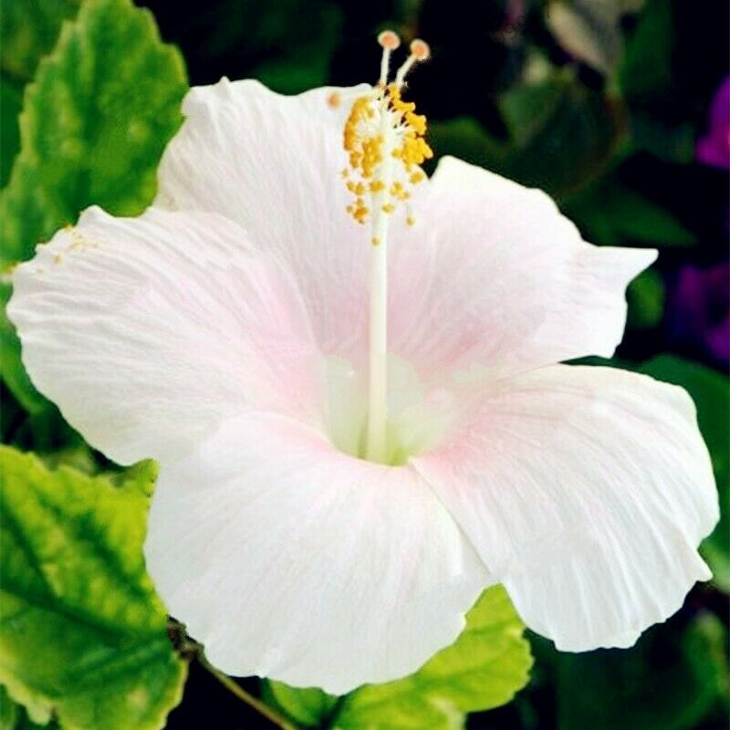 Giant Hibiscus White 50 Pcs Flowers Seeds