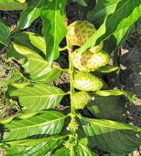 Load image into Gallery viewer, Morinda citrifolia ( 10 Pcs Seeds)