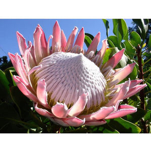 King Protea Cynaroides 80 Pcs Flowers Seeds