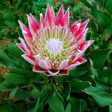 Load image into Gallery viewer, King Protea Cynaroides 80 Pcs Flowers Seeds