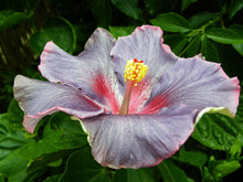Load image into Gallery viewer, Hibiscus Rare Black 50 Pcs Flowers Seeds