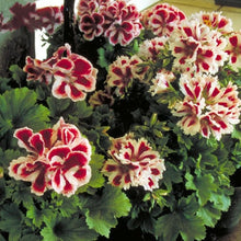 Load image into Gallery viewer, Geranium &#39;Washington Aztec F1&#39; 5 Pcs Flowers Seeds Pelargonium
