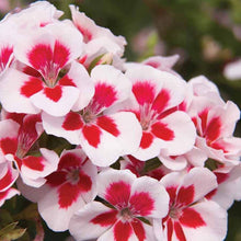 Load image into Gallery viewer, Geranium  &#39;Swizzle Stick&#39; 5 Pcs Flowers Seeds