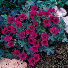 Load image into Gallery viewer, Geranium Macrorrhizum Dark Red 5 Pcs Flowers Seeds