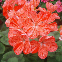 Indlæs billede til gallerivisning Geranium &#39;Avenida&#39; Pink Orange 5 Pcs Flowers Seeds Pelargonium