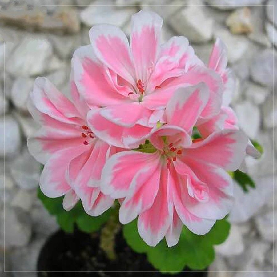 Geranium Light Pink Petals with White Edge 5 Pcs Flowers Seeds