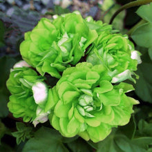 Load image into Gallery viewer, Light Green Geranium 5 Pcs Flowers Seeds