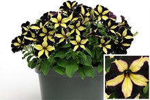 Load image into Gallery viewer, Black Yellow Velvet Petunia 100 Pcs  Flowers Seeds