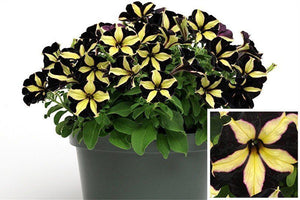 Black Yellow Velvet Petunia 100 Pcs  Flowers Seeds