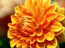 Load image into Gallery viewer, Dahlia Mix Color 60 Pcs Flowers Seeds