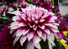 Load image into Gallery viewer, Dahlia Mix Color 60 Pcs Flowers Seeds