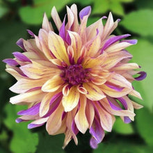 Load image into Gallery viewer, Japanese Dahlia Flower 60 Pcs Flowers Seeds