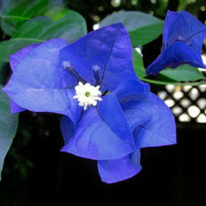 Blue Bougainvillea 300 Pcs Flowers Seeds