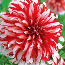 Load image into Gallery viewer, Santa Claus Dahlia 60 Pcs Flowers Seeds