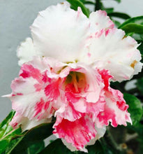 Load image into Gallery viewer, Mixed Adenium Obesum 10 Pcs Flowers Seeds