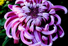 Načíst obrázek do prohlížeče Galerie, Bicolor Purple Pink Chrysanthemum 70 Pcs Flowers Seeds