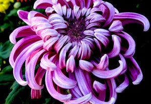 Bicolor Purple Pink Chrysanthemum 70 Pcs Flowers Seeds