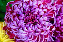 将图片加载到图库查看器，Bicolor Purple Pink Chrysanthemum 70 Pcs Flowers Seeds