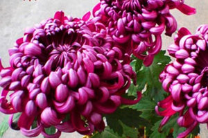 Bicolor Purple Pink Chrysanthemum 70 Pcs Flowers Seeds
