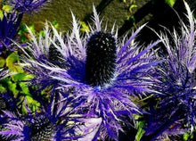 Load image into Gallery viewer, Electric-blue Erynigium alpinum 200 Pcs Flowers Seeds