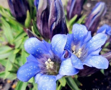 Load image into Gallery viewer, Gentiana Scabra 200 Pcs Flowers Seeds