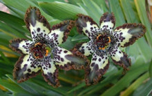 Indlæs billede til gallerivisning Ferraria Crispa Starfish Lily 40 Pcs Flowers Seeds
