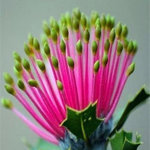 Load image into Gallery viewer, Emerald Green Bud matches as pulling Alexis Wooden 30 Pcs Flowers Seeds