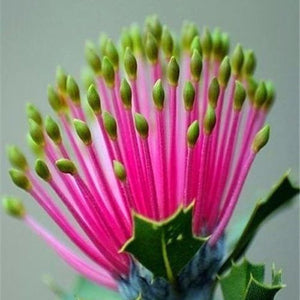 Emerald Green Bud matches as pulling Alexis Wooden 30 Pcs Flowers Seeds