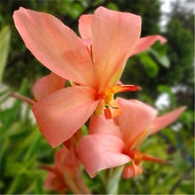 Load image into Gallery viewer, Large Canna 15 Pcs Flowers Seeds
