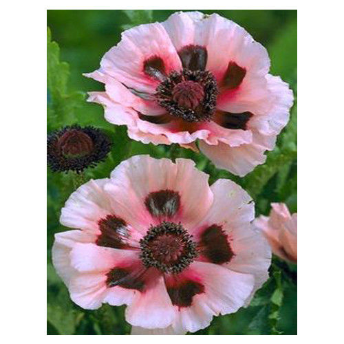 Water Red Poppy 70 Pcs Flowers Seeds