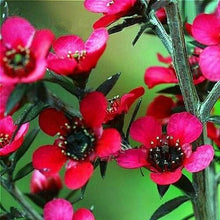 Indlæs billede til gallerivisning Leptospermum Scoparium 70 Pcs Flowers Seeds
