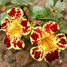 Load image into Gallery viewer, Calico Monkey - Mix Mimulus Pictus 200 Pcs Flowers Seeds