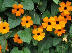 Orange 'Dream' Morning Glory 50 Pcs Flowers Seeds